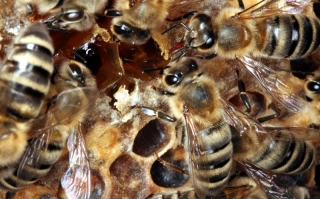 Arbeiterinnen auf geöffneten Honigzellen